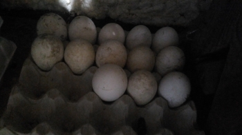 Инкубационное яйцо утиное Агидель
