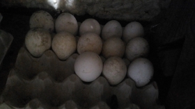 Инкубационное яйцо Индюшиное